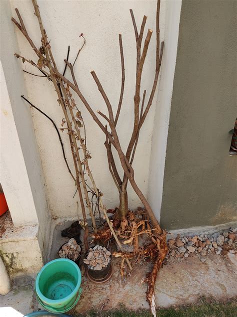 Plant Territorial Behavior - RESEARCHUT