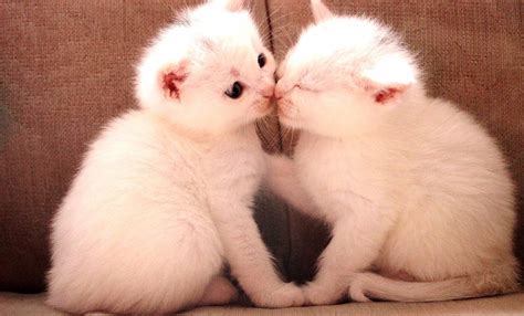 Парные аватарки котики для пары - фото и картинки abrakadabra.fun
