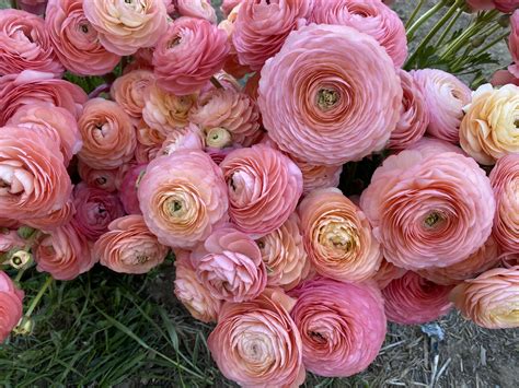 TMFF Ranunculus Varieties — Trademarks Flower Farm