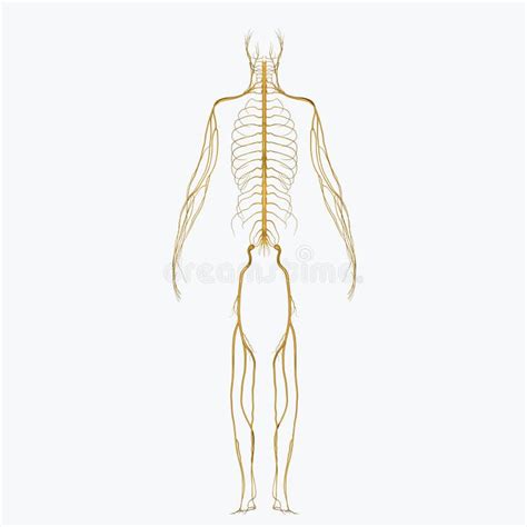 Cellule Comuni Del Corpo Umano Illustrazione Vettoriale - Illustrazione ...