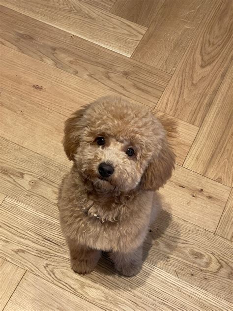 My baby girl Nala has had her first adult cut (she’s 7 months now) she looks like a teddy bear 🥺