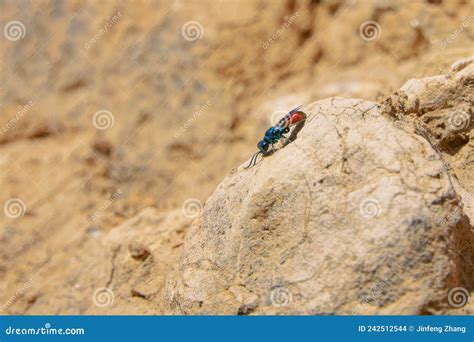 mud dauber stock photo image  animal nature life