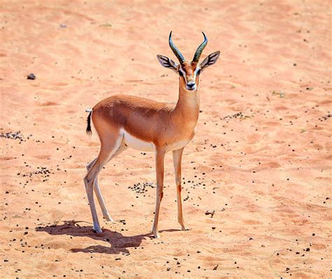 Gazelle Stock Photos, Pictures & Royalty-Free Images - iStock