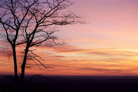 Tree Silhouette Sunset Royalty Free Photo