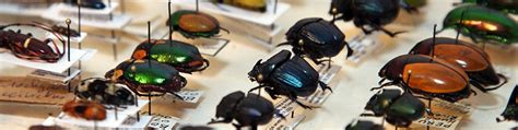 Coleoptera of Ukraine (Жуки Украины) | Основная тематика: жесткокрылые ...