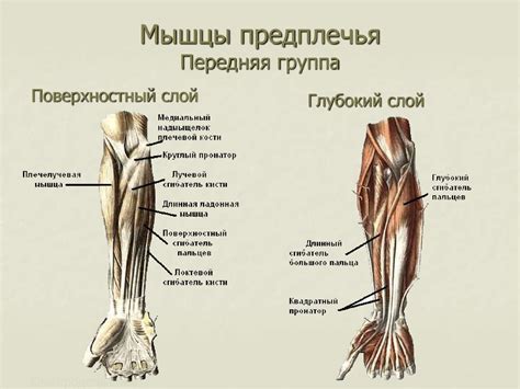 Мышцы конечностей - online presentation