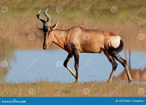 Red hartebeest antelope stock photo. Image of fauna - 102732662