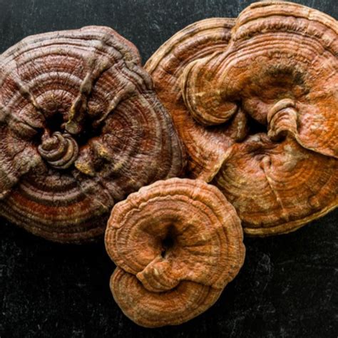reishi mushrooms ganoderma lucidum tamrin trading services