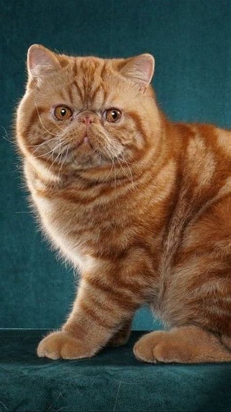 nama kucing jantan keren gagah cocok diberikan  anak bulu