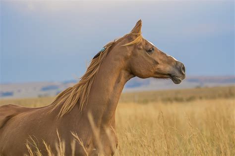 australian horse industry council