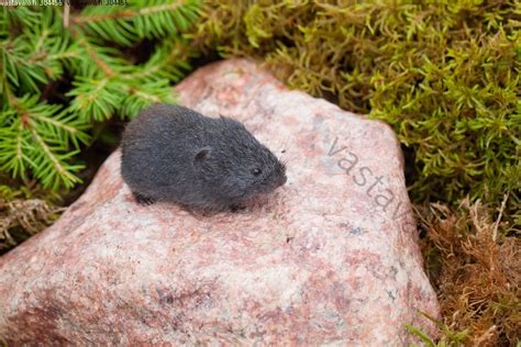 Лесной лемминг (Myopus schisticolor) - AnimalBox.ru
