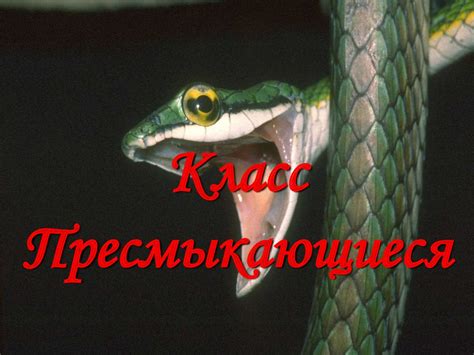 Класс Пресмыкающиеся - online presentation