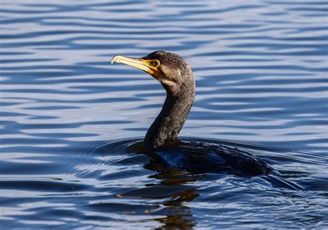 Kormoran Foto & Bild | natur, tiere, vögel Bilder auf fotocommunity