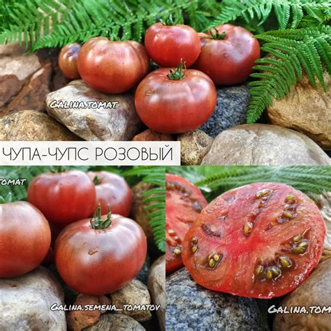 КОЛЛЕКЦИОННЫЕ СОРТА ТОМАТОВ🍅🍅🍅 | 🟤Сорт томата "ЧУПА-ЧУПС РОЗОВЫЙ"🟤 ...