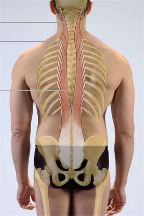 longissimus Diagram | Quizlet