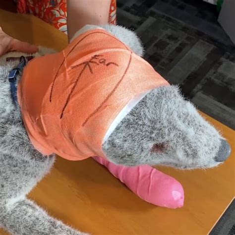 how to bandage a dog ear