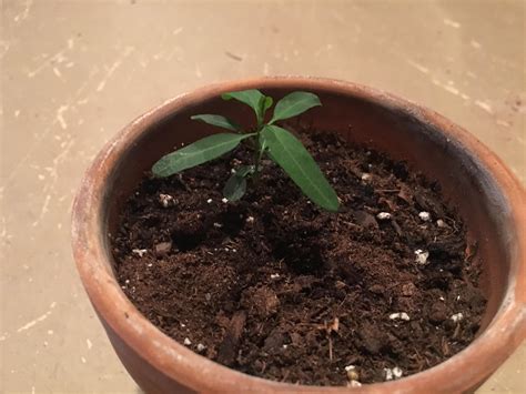 rainbow eucalyptus tree maui hawaii 3
