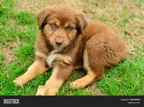 red tri color image photo  trial bigstock