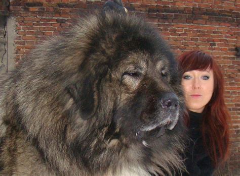 russian dog breeds huge - Dog Breeders Guide