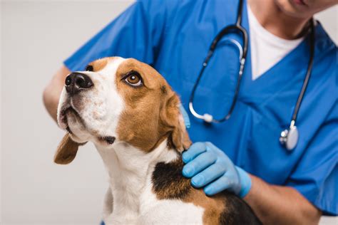 How Much Is A Checkup For Dogs