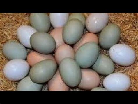 ЦЕЛАЯ ГОРА ЯИЦ! ЯЙЦО ПОЧТОЙ НАКОНЕЦ-ТО ОНИ К НАМ ПРИЕХАЛИ! ОТКРЫВАЕМ ...