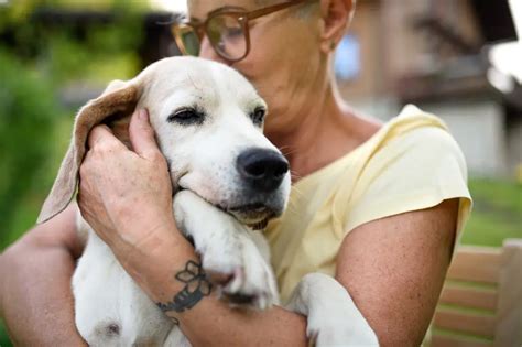 How Much Does It Cost To Cremate A Dog? | MetLife Pet Insurance