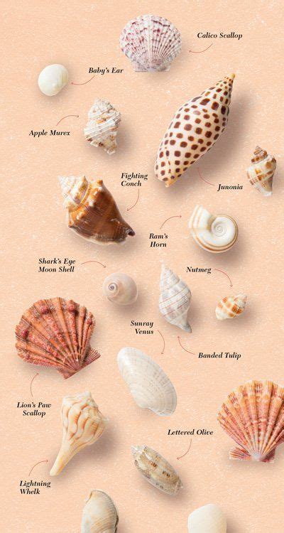 Names Of Seashells