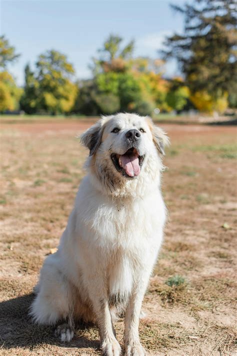 dog jpg      dog jpg stock  hd images