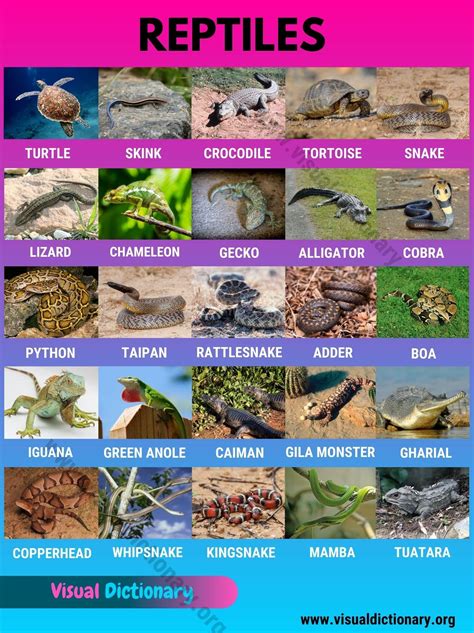 reptiles helpful list   names  reptiles  english visual