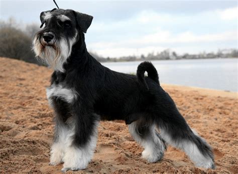 Cuánto debe pesar un Schnauzer gigante