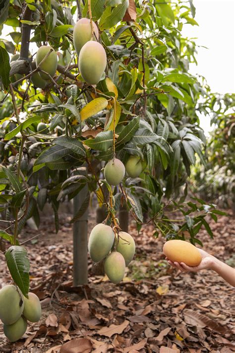 Fruit Ripening and it’s advantages - SJR Food Consultants