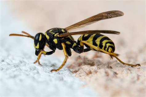 Free Images : nature, insect, fauna, hornet, terrarium, wasp, pest ...