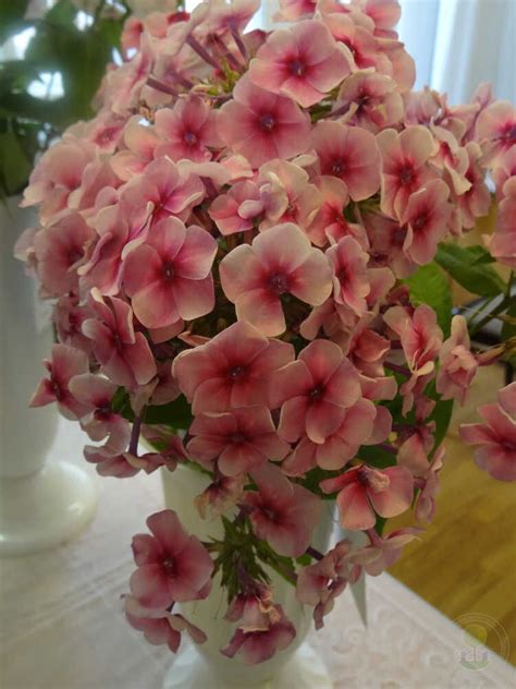 Флокс метельчатый Румяный (Phlox paniculata Румяный) купить в Москве по ...