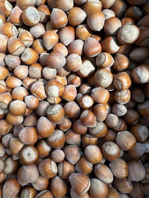 Горіх фундука нелущений: 100 грн. - Продукти харчування / напої ...