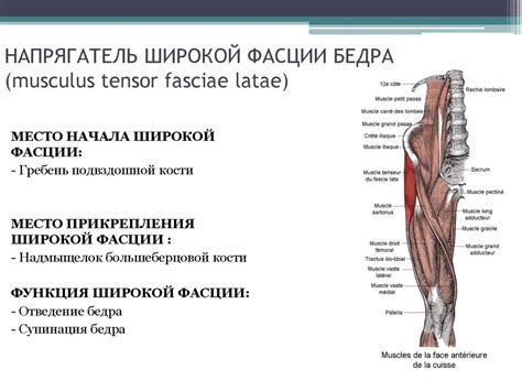 Анатомия человека - презентация онлайн