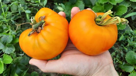 САМЫЕ ВКУСНЫЕ И СЛАДКИЕ ТОМАТЫ🍅😋ПУЗАТА ХАТА, ЗОЛОТЫЕ КУПОЛА И ДРУГИЕ ...