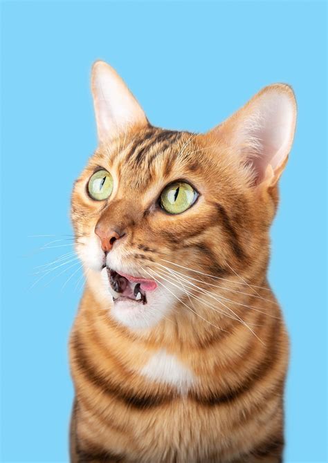 Cat Acts Like Something Stuck In Mouth: (7 COMMON CAUSES)