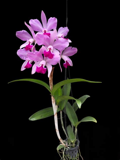 Cattleya Queen Yacine
