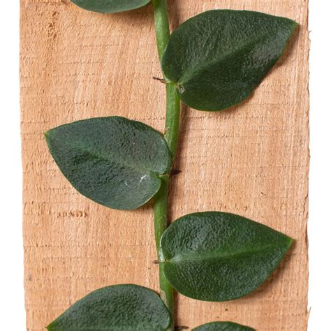 Rhaphidophora 'Hayi' (Shingle Plant) – MASS Hydroponics