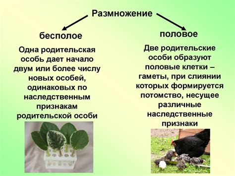 Бесполое и половое размножение организмов - презентация онлайн