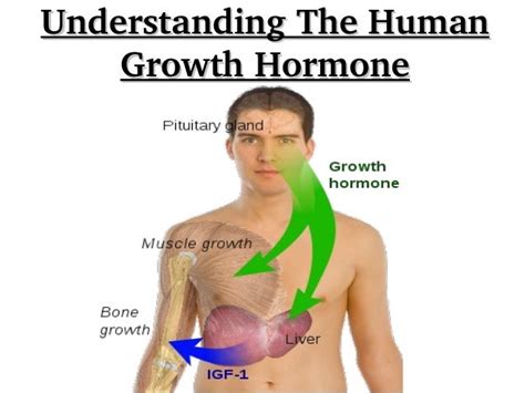 Understanding the human growth hormone