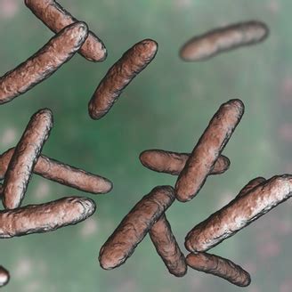 Lactobacillus crispatus UALcr-35