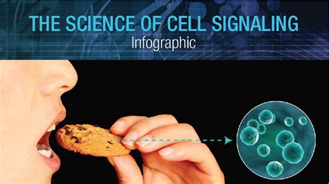 infographic  science  cell signaling whats  usana