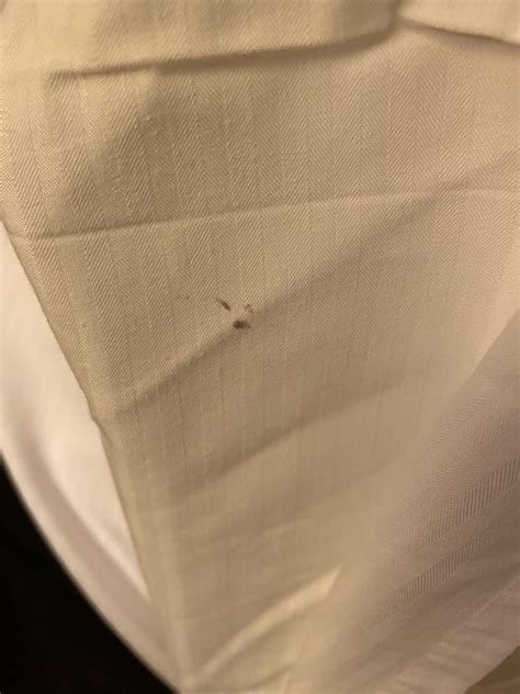 Bed bug signs in hotel room?? : r/Bedbugs