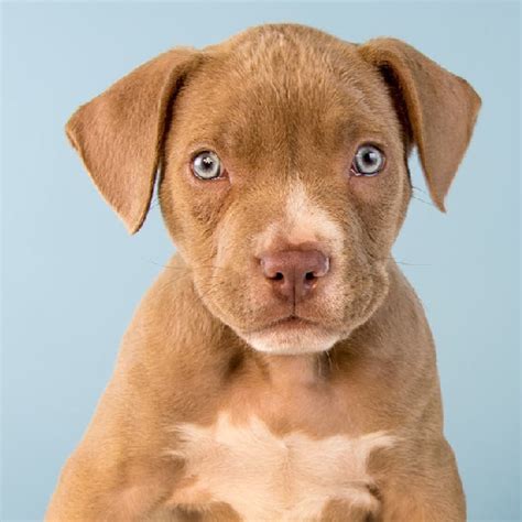 Pitbull Lab Mix - Labrabull / Pitador - WhichDogBreeds.com