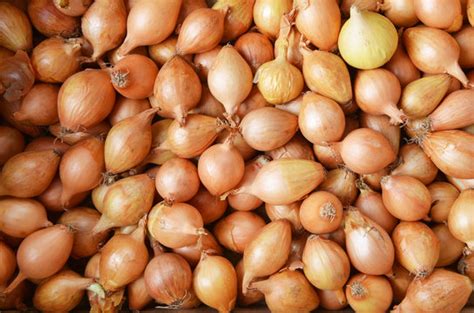 รูปภาพShallot – เลือกดูภาพถ่ายสต็อก เวกเตอร์ และวิดีโอ63,254 | Adobe Stock
