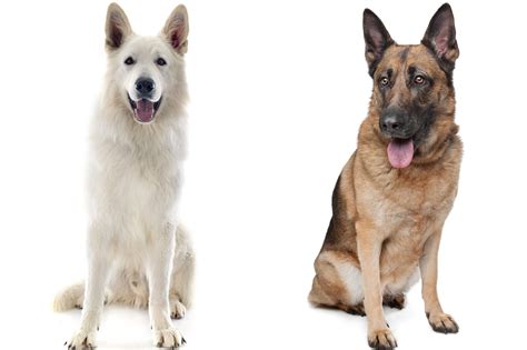 The White German Shepherd Vs. German Shepherd - Depend On Dogs