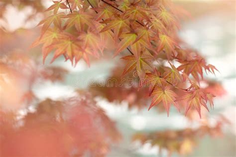 Japanese Maple, Palmate Maple, Smooth Japanese Maple or Acer Palmatum ...