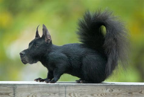 Great Black Squirrel : r/HybridAnimals