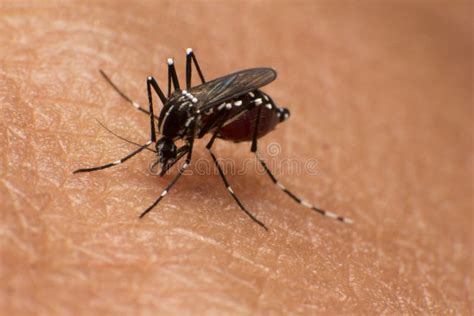 Mosquito stock image. Image of mosquito, aedes, disease - 191294351